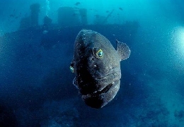 Under the sea- underwater creatures
