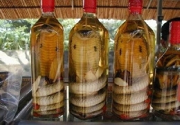 Snake in the bottle snake wine