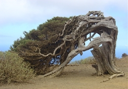 10 Strangest Trees on Earth