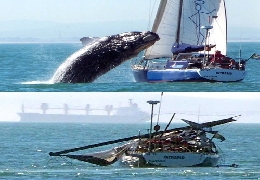 Most Extreme Yacht Crashing! A 40-ton whale takes out a South African couple?s 33ft yacht just off the coast near Cape Town. ?We?d spotted it about 100 metres away and thought that was the end of it....