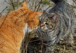 Ninja fight of two cats :)