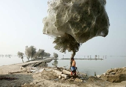 Spider invasion in pakistan