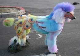 Weird dog grooming