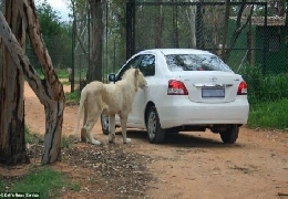 Trip to safari park almost became fatal for one family