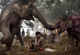 Animal fair sonpur mel in india