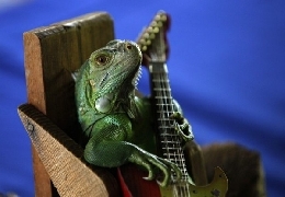 Guitar-playing animals