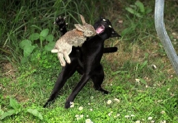 Battle rabbit