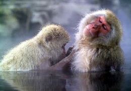 Krazy odd: amazing monkeys on the planet