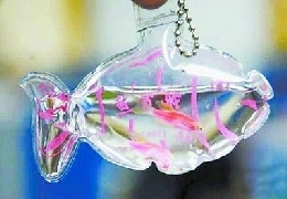 I like this: living keychains are the new craze in china