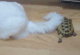 Small turtle attacks a fluffy cat