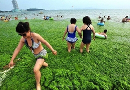 Algae invasion in china