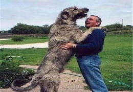 Hugs of huge dogs