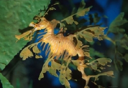 Adorable sea dragons