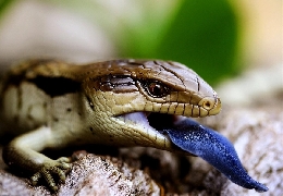 Blue tongue lizard! weird specie