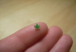 Unbelievable smallest origami