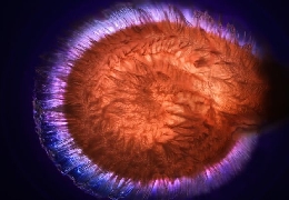 Best science pictures of 2010
