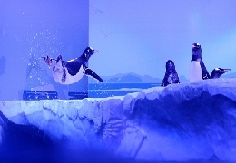 Acrobats of the penguin world in london aquarium