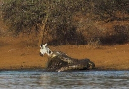 Zebras have amazing self defense techniques