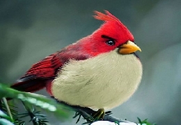 Realistic angry birds
