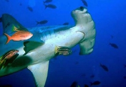Beautiful hammerhead shark