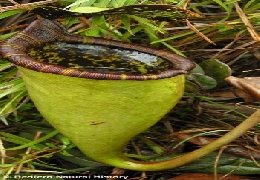 Giant rat-eating plant in the philippines